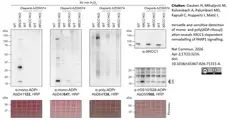 anti Mono-ADP-Ribose Antibody, clone AbD41122 gallery image 11