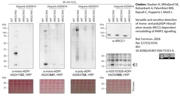 anti Mono-ADP-Ribose Antibody, clone AbD41122 gallery image 11