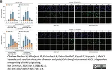 anti Mono-ADP-Ribose Antibody, clone AbD41122 gallery image 13