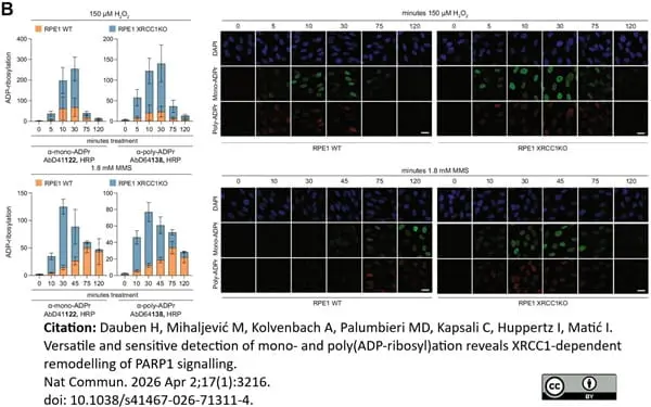 anti Mono-ADP-Ribose Antibody, clone AbD41122 gallery image 13