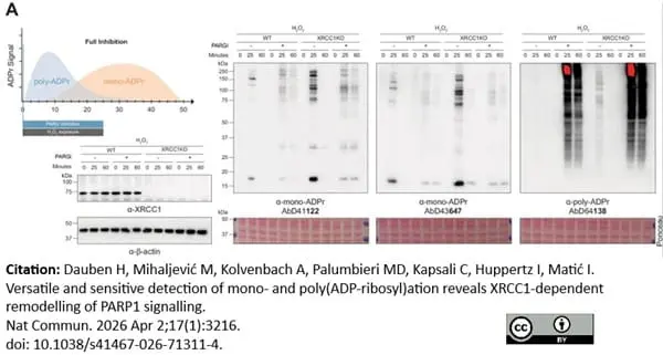 anti Mono-ADP-Ribose Antibody, clone AbD41122 gallery image 15