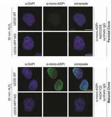 anti Mono-ADP-Ribose Antibody, clone AbD41122 gallery image 2