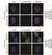 anti Mono-ADP-Ribose Antibody, clone AbD41122 thumbnail image 2