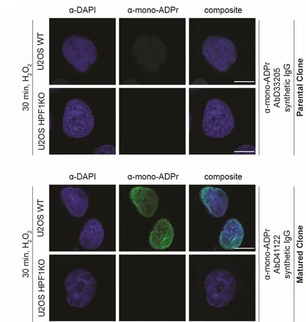anti Mono-ADP-Ribose Antibody, clone AbD41122 gallery image 2