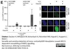 anti Mono-ADP-Ribose Antibody, clone AbD41122 gallery image 4
