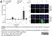 anti Mono-ADP-Ribose Antibody, clone AbD41122 thumbnail image 4