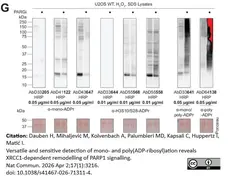 anti Mono-ADP-Ribose Antibody, clone AbD41122 gallery image 6