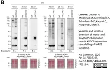 anti Mono-ADP-Ribose Antibody, clone AbD41122 gallery image 9