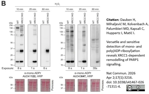 anti Mono-ADP-Ribose Antibody, clone AbD41122 gallery image 9