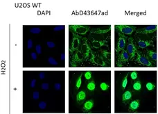 anti Mono-ADP-Ribose Antibody, clone AbD43647 gallery image 1