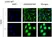 anti Mono-ADP-Ribose Antibody, clone AbD43647 thumbnail image 1