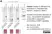 anti Mono-ADP-Ribose Antibody, clone AbD43647 thumbnail image 12