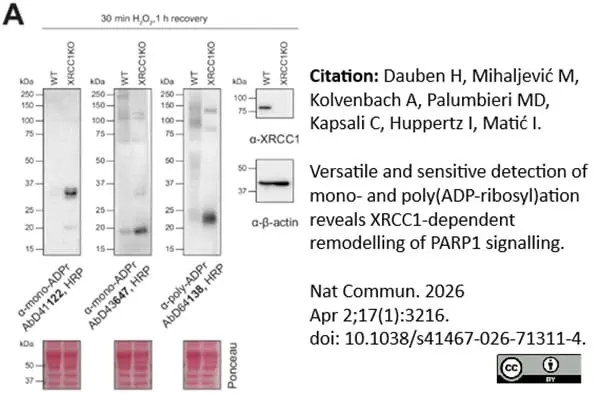 anti Mono-ADP-Ribose Antibody, clone AbD43647 gallery image 12