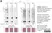 anti Mono-ADP-Ribose Antibody, clone AbD43647 thumbnail image 13