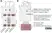 anti Mono-ADP-Ribose Antibody, clone AbD43647 thumbnail image 16