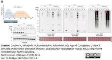 anti Mono-ADP-Ribose Antibody, clone AbD43647 gallery image 17