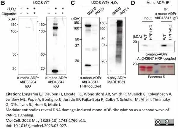 anti Mono-ADP-Ribose Antibody, clone AbD43647 gallery image 2