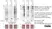 anti Mono-ADP-Ribose Antibody, clone AbD43647 thumbnail image 20