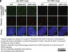 anti Mono-ADP-Ribose Antibody, clone AbD43647 gallery image 5