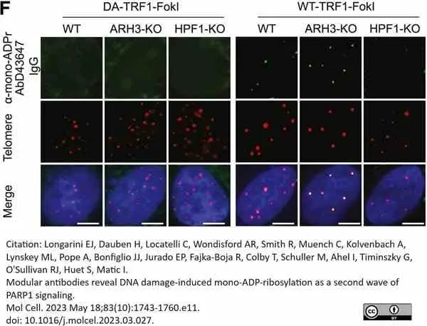anti Mono-ADP-Ribose Antibody, clone AbD43647 gallery image 5