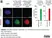 anti Mono-ADP-Ribose Antibody, clone AbD43647 thumbnail image 7