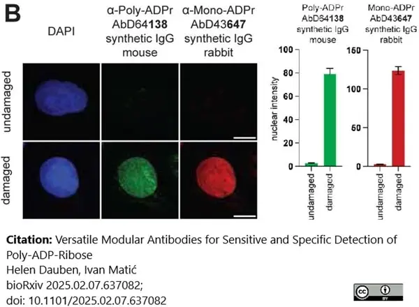 anti Mono-ADP-Ribose Antibody, clone AbD43647 gallery image 7