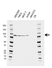 Anti MRE11 Antibody, clone AB02/1D11 (PrecisionAb Monoclonal Antibody) thumbnail image 1