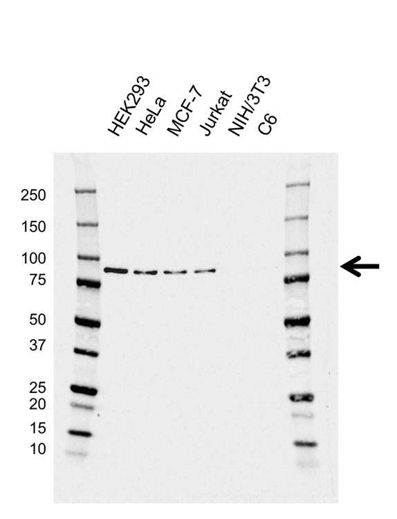 Anti MRE11 Antibody, clone AB02/1D11 (PrecisionAb Monoclonal Antibody) gallery image 1
