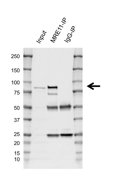 Anti MRE11 Antibody, clone AB02/1D11 (PrecisionAb Monoclonal Antibody) gallery image 2
