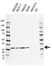 Anti MRPL28 Antibody, clone AB04/3B11 (PrecisionAb Monoclonal Antibody) thumbnail image 1