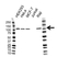 Anti MSH2 Antibody, clone 1B3A8A8 (PrecisionAb Monoclonal Antibody) thumbnail image 1