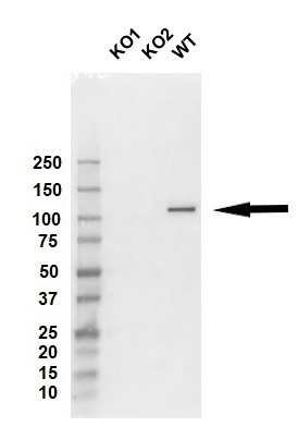 Anti MSH2 Antibody, clone 1B3A8A8 (PrecisionAb Monoclonal Antibody) gallery image 2