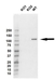 Anti MSH2 Antibody, clone 1B3A8A8 (PrecisionAb Monoclonal Antibody) thumbnail image 2