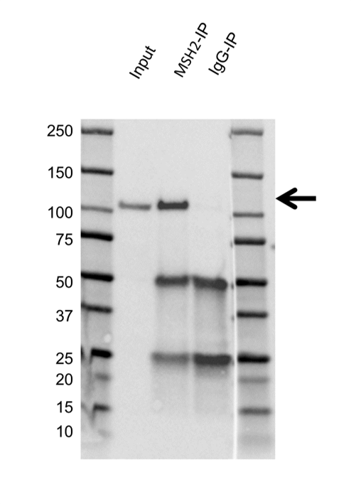 Anti MSH2 Antibody, clone 1B3A8A8 (PrecisionAb Monoclonal Antibody) gallery image 3