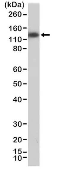 Anti MSH3 Antibody, clone RM405 gallery image 1