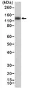 Anti MSH3 Antibody, clone RM405 thumbnail image 1