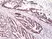 Anti MSH3 Antibody, clone RM405 thumbnail image 2