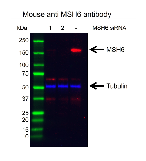 Anti MSH6 Antibody, clone 3E1 (PrecisionAb Monoclonal Antibody) gallery image 2