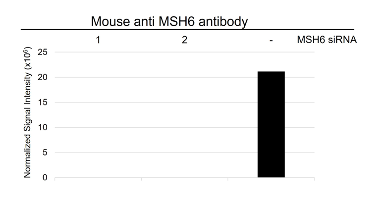 Anti MSH6 Antibody, clone 3E1 (PrecisionAb Monoclonal Antibody) gallery image 3