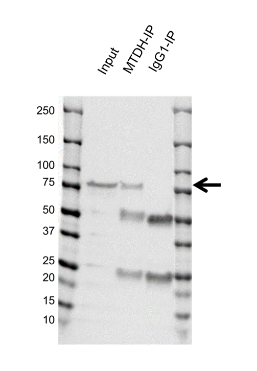 Anti MTDH Antibody, clone OTI1E7 (PrecisionAb Monoclonal Antibody) gallery image 2