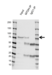 Anti MTDH Antibody, clone OTI1E7 (PrecisionAb Monoclonal Antibody) thumbnail image 2