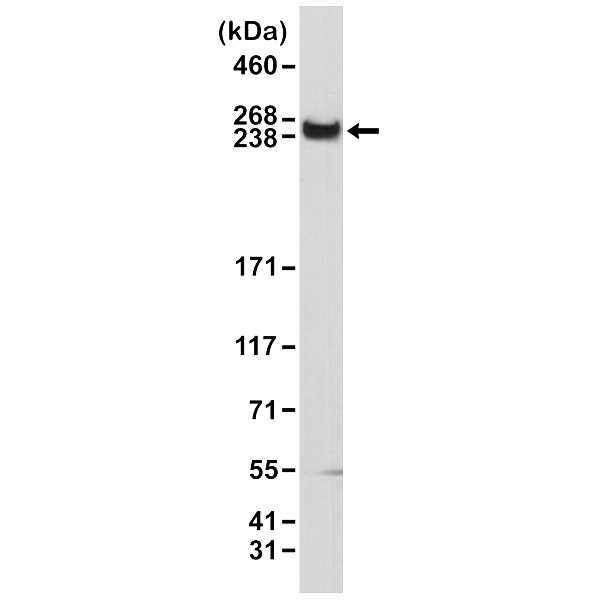 Anti mTOR Antibody, clone RM274 thumbnail image 1