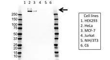 Anti MUCIN 1 Antibody, clone MUC1/520 (PrecisionAb Monoclonal Antibody) gallery image 1