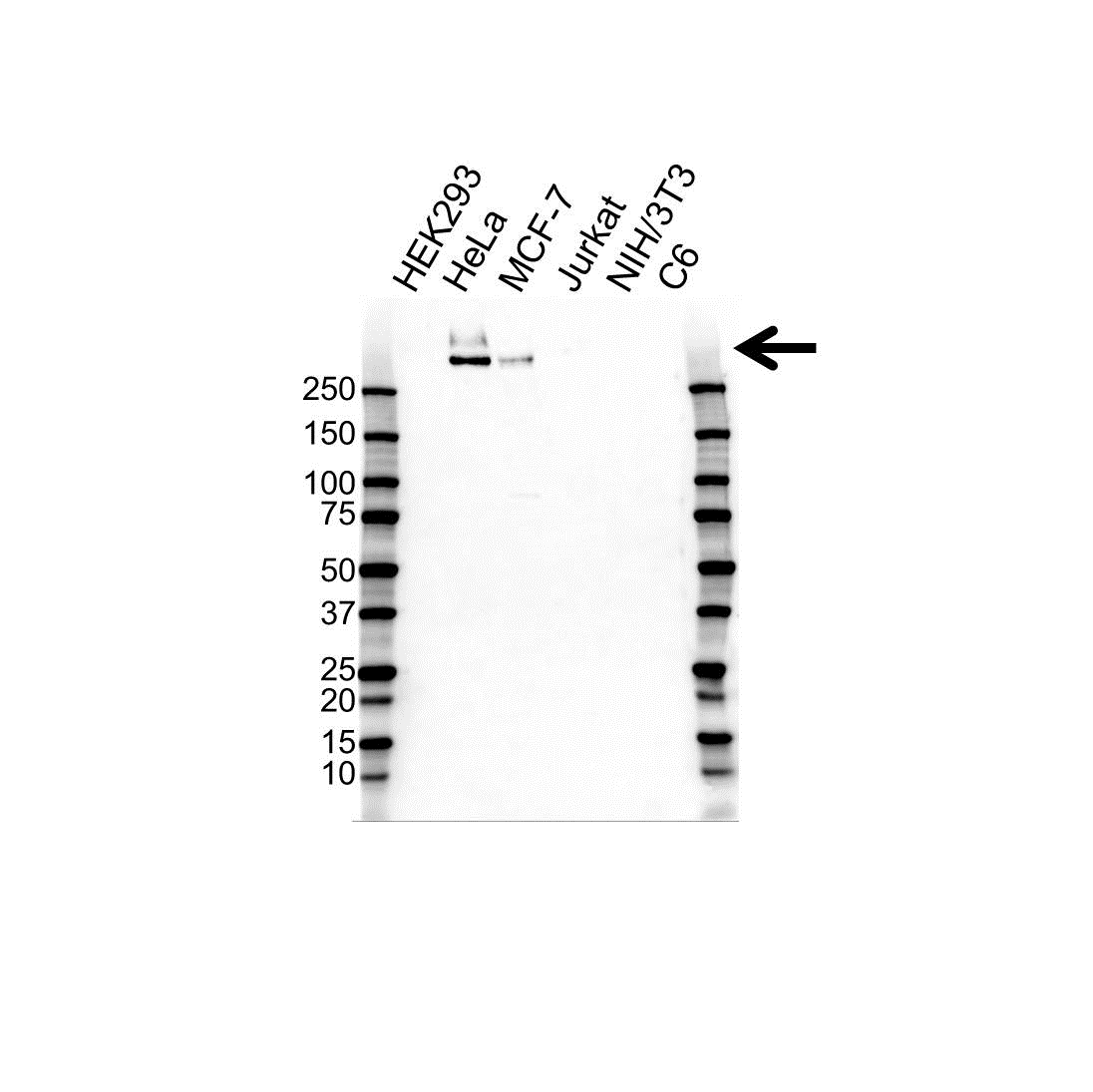 Anti MUCIN 1 Antibody, clone MUC1/520 (PrecisionAb Monoclonal Antibody) gallery image 1
