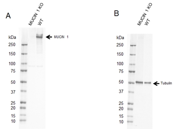 Anti MUCIN 1 Antibody, clone MUC1/520 (PrecisionAb Monoclonal Antibody) gallery image 2