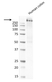 Anti MUCIN 1 Antibody, clone MUC1/520 (PrecisionAb Monoclonal Antibody) thumbnail image 3