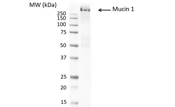 Anti MUCIN 1 Antibody, clone MUC1/520 (PrecisionAb Monoclonal Antibody) gallery image 4