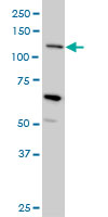 Anti Human Mucin 4 Antibody, clone 5B12 gallery image 2