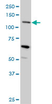 Anti Human Mucin 4 Antibody, clone 5B12 thumbnail image 2