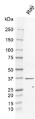Anti MyD88 Antibody, clone KL01/3A2 (PrecisionAb Monoclonal Antibody) thumbnail image 1